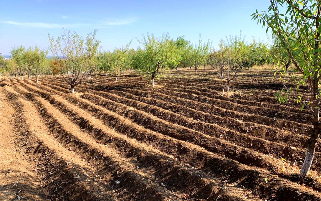 planting